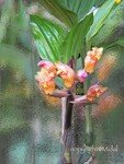 orchid_tomohon_midal_M
