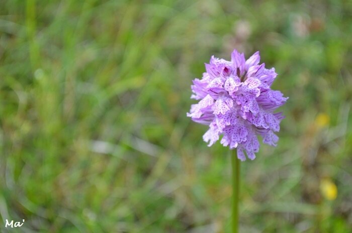 170604_orchis_tridente