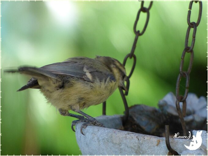 juvenile mesange bleue 10