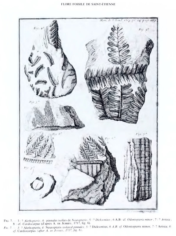 flore fossile de Saint-Étienne, icono, Jussieu (2)