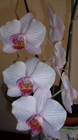 orchid_e_014