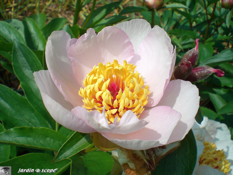 Pivoines • Pæonia suffruticosa blanc-rosé