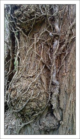 arbre_galeux_GP