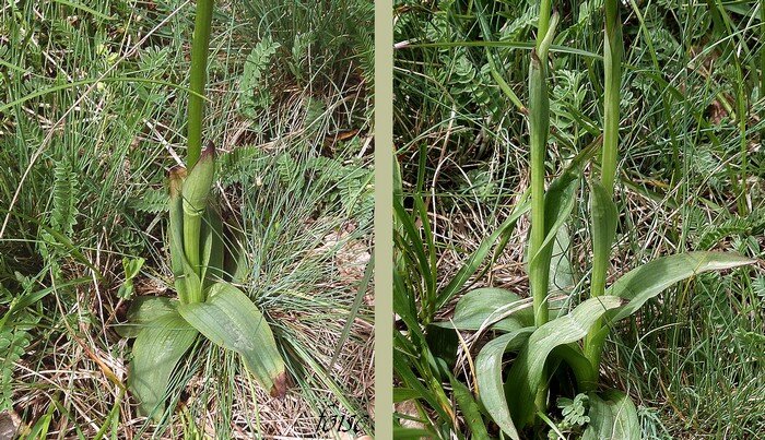 feuilles basale en rosette f caulinaires embrassantes