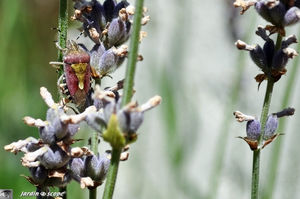 Punaise_Dolycoris_baccarum