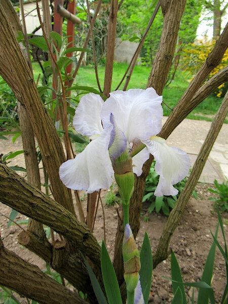 20190423 Iris blanc délicatement bleuté
