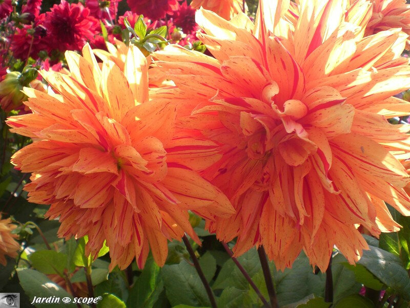 Dahlia Asturies