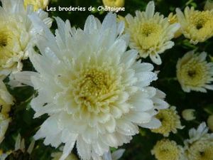 Chrysanthèmes (7)