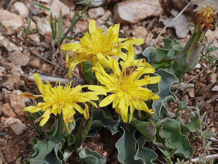 capitules de 3-4 cm à ligules jaunes