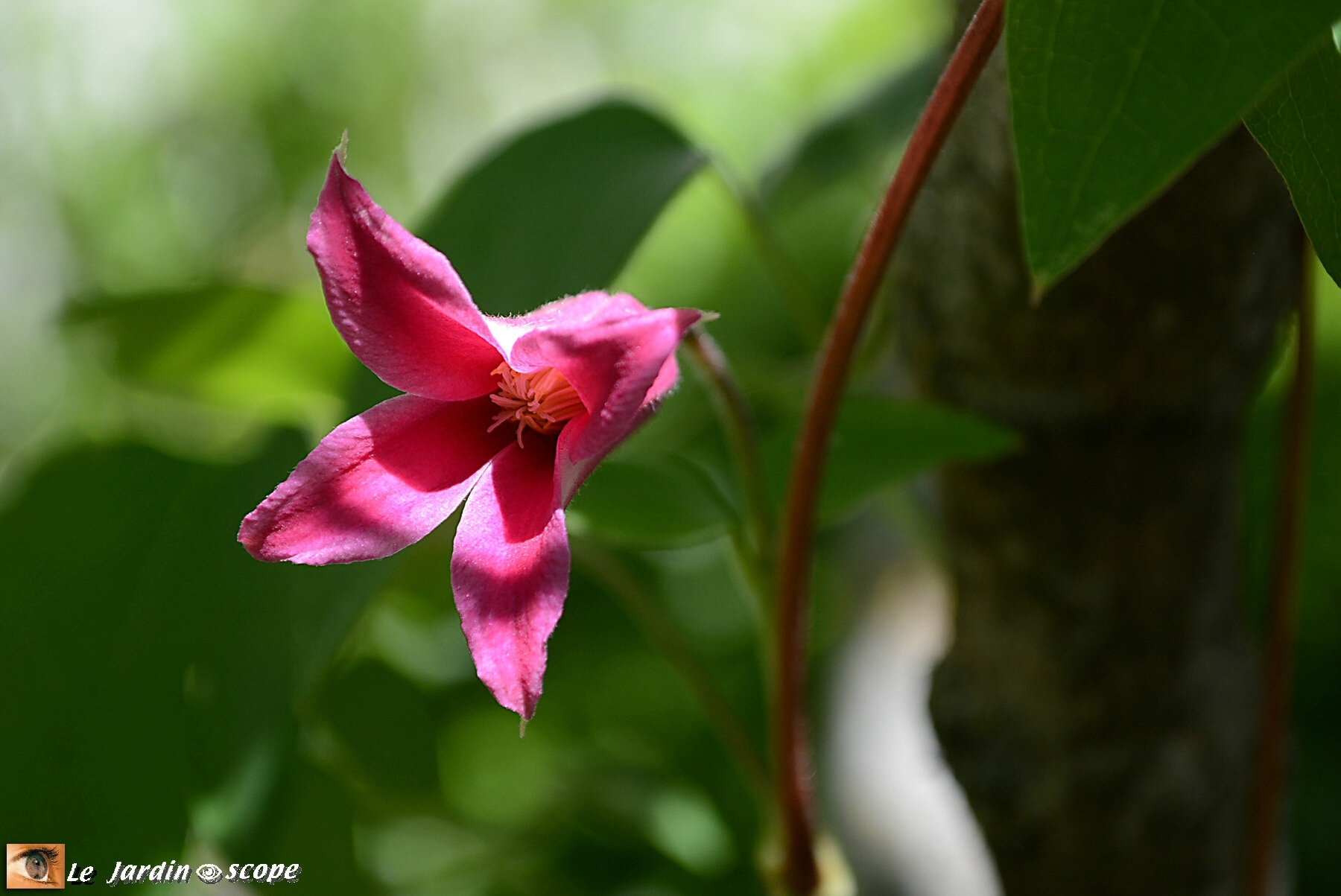 C. 'Princess Diana'