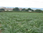 vacances_Perros_Ploumanach_sept_oct_2010_072