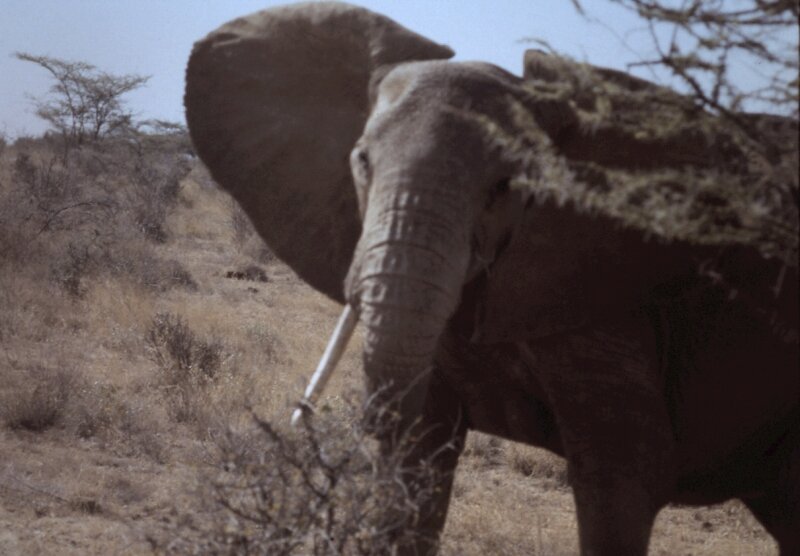 tsavo elephant d