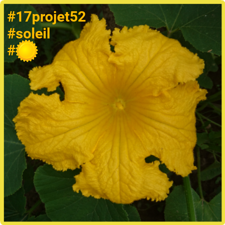 28 projet52 2017 - Soleil