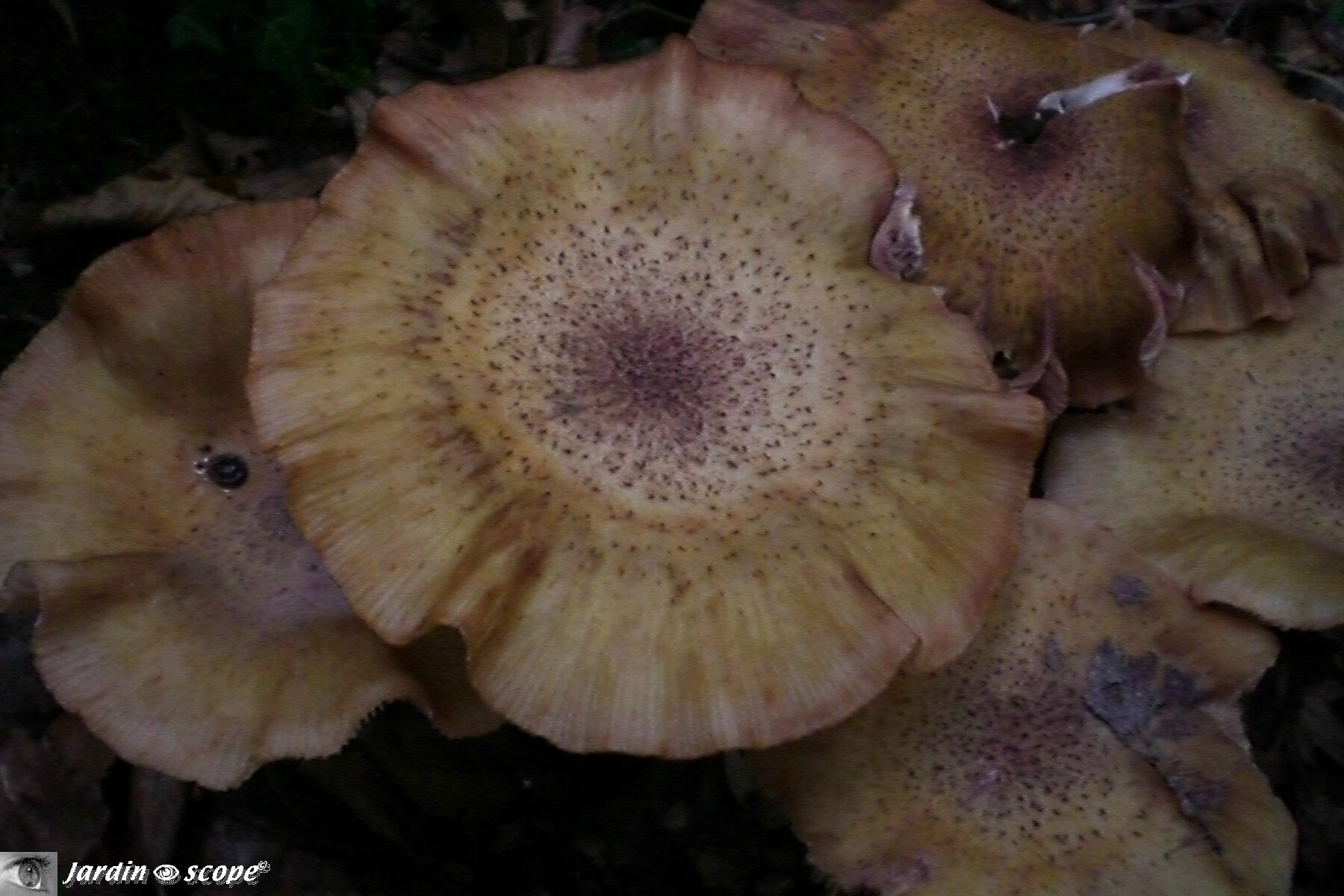 Armilllaria solidipes ou Armillaire d'ostoya • Armillaria ostoyae 