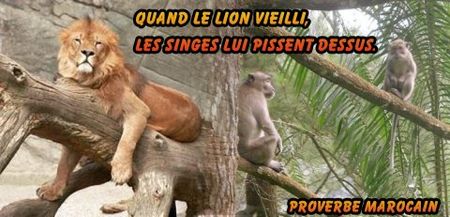 proverbemarocain_lion_singes