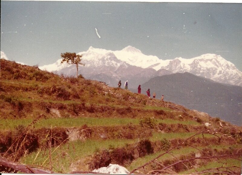 Rizières sur fond d'Himalaya...