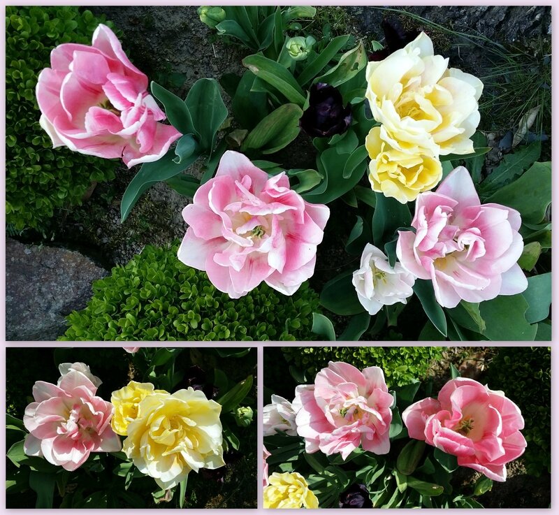 15 04 23 Tulipes pivoines-17h50