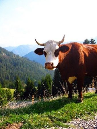 vache_montagne