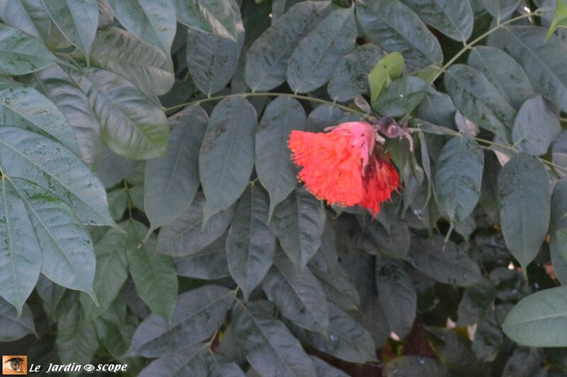 Les grandes serres du Botanisk Have