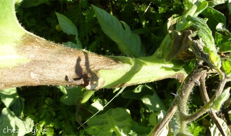 Tomates mildiou3