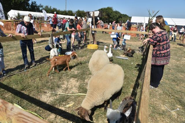 saint-sauveur-le-vicomte-la-ruralite-attire-la-foule_2