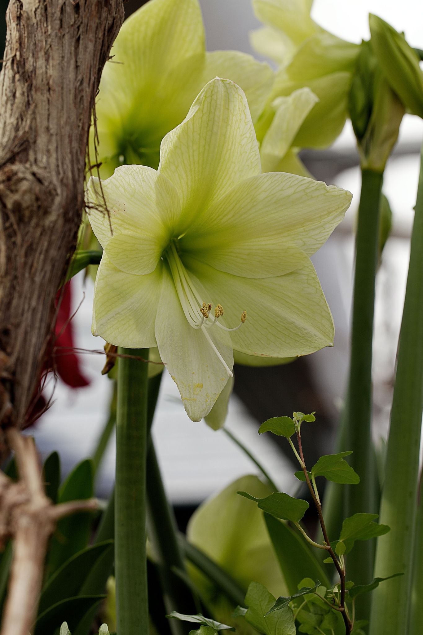 Amaryllis Luna 2_DxO