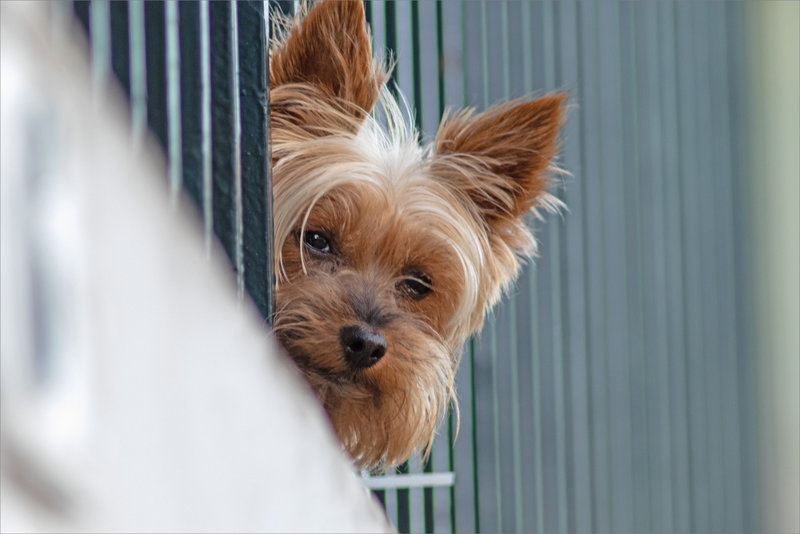 Chien balcon 270921
