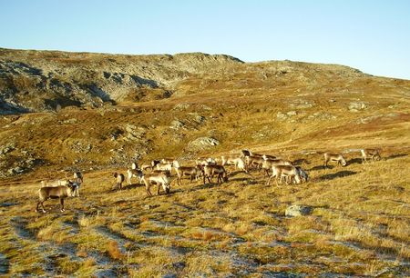 17_10_08_Sortie_Montagne_et_rennes__121_
