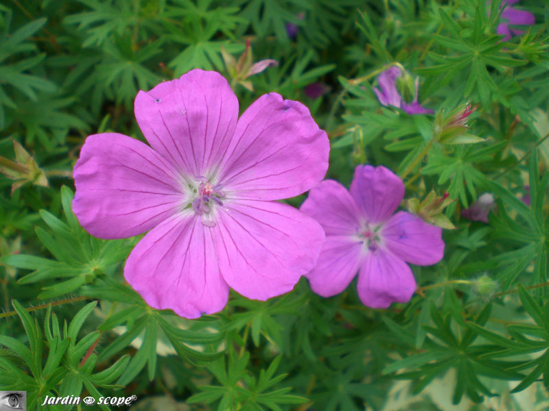 Géranium vivace 'sanguineum'