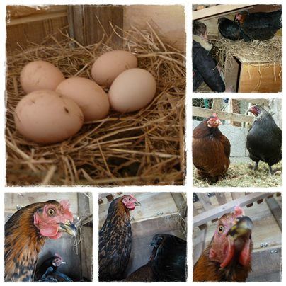 poules1