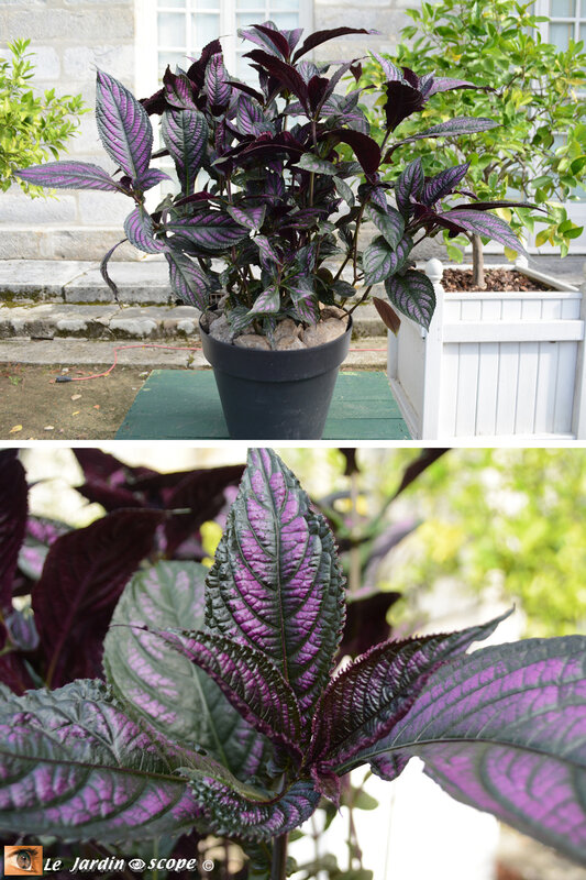 PAT_1951-Strobilanthes-dyerianus