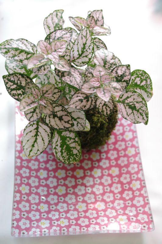 hypoeste en kokedama - 12 euros