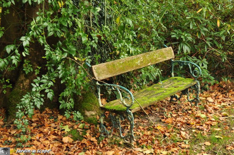 Banc moussu au Grand-Courtoiseau (45)