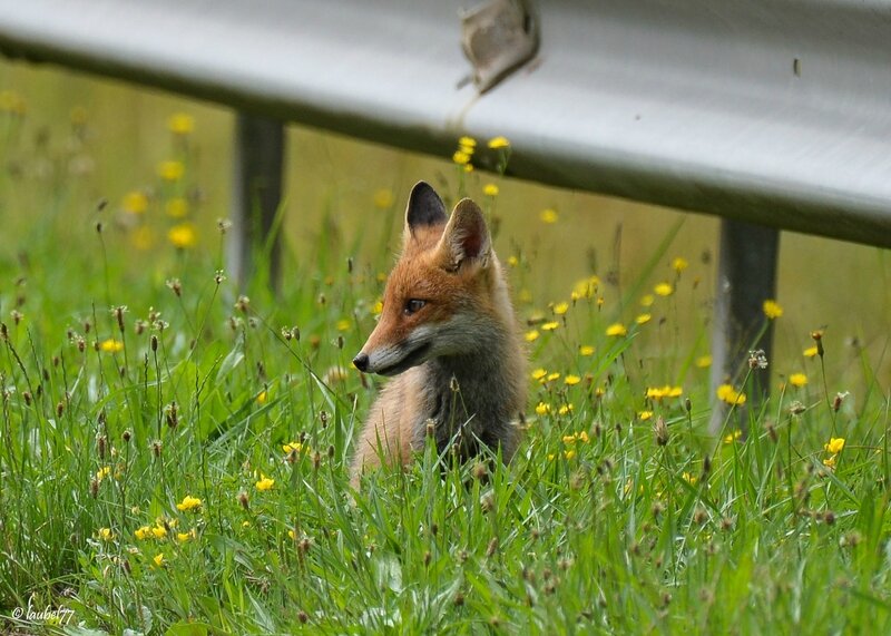 DSC_7386 jeune renard sur route