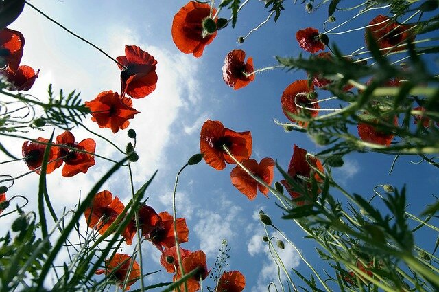 coquelicot