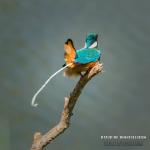 Martin-pêcheur d'Europe (Alcedo atthis - Common Kingfisher)
