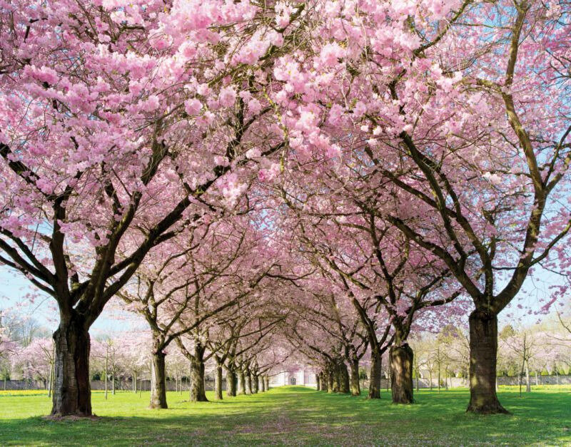 printemps