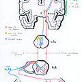 Schémas d'anatomie kiné