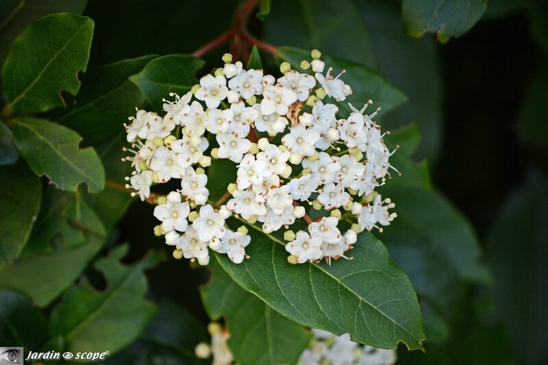 Laurier-Tin • Viburnum Tinus