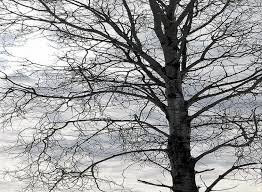 arbre hiver 3