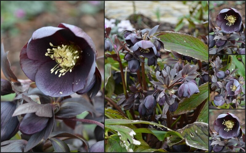 NOTRE JARDIN 18 fevrier 20142