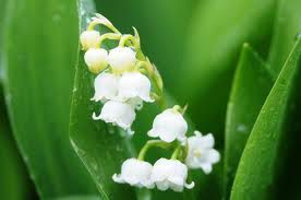 muguet2