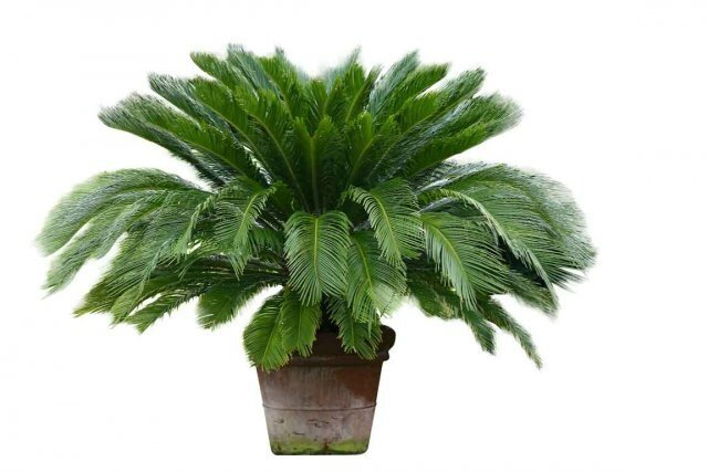 616654-cycas-japon-couramment-cultive-comme