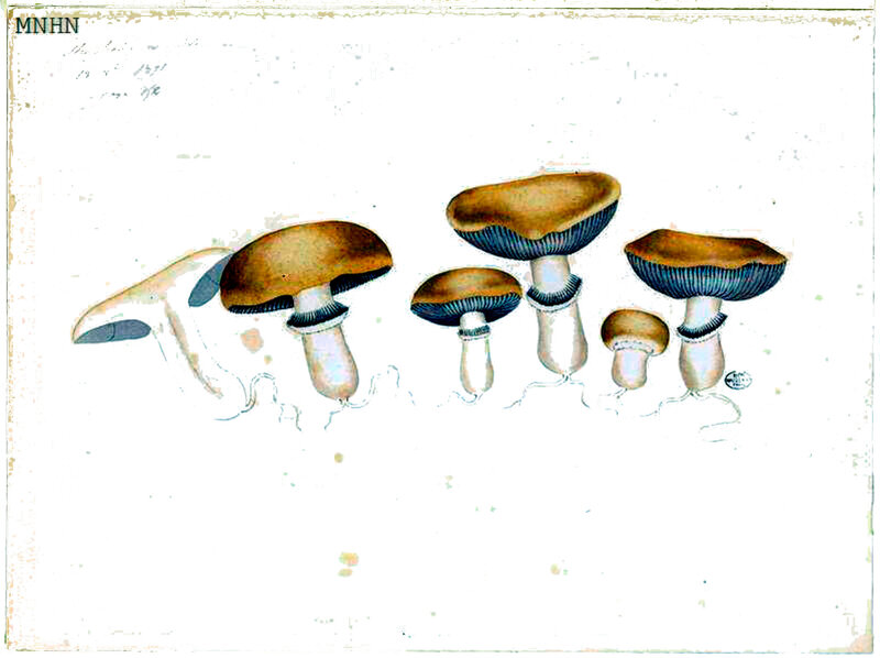196 Stropharia coronilla