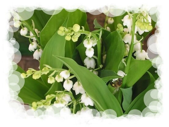 muguet1rz1