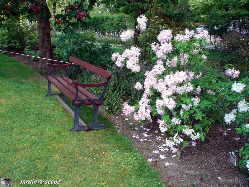 Rhododendron-azalée en fleur
