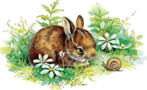 Lapin et escargot