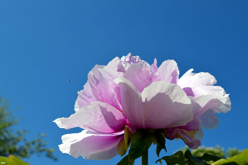 190501_pivoines_riviere_4