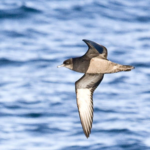 600px_Short_tailed_Shearwater_1_