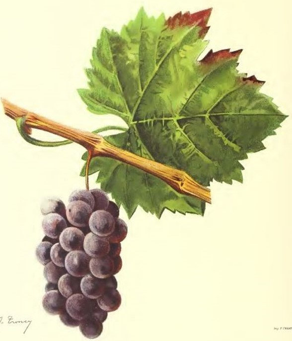 lignage